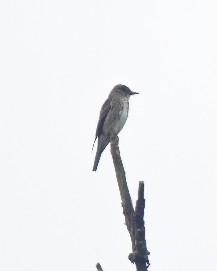 Olive-sided Flycatcher - ML622331194