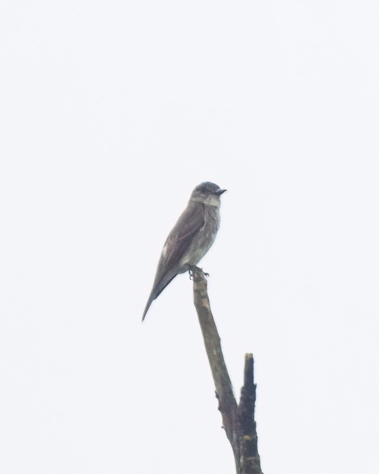 Olive-sided Flycatcher - ML622331195