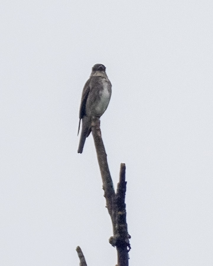 Olive-sided Flycatcher - Kelly White