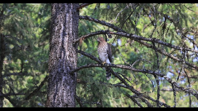 Cooper's Hawk - ML622331212