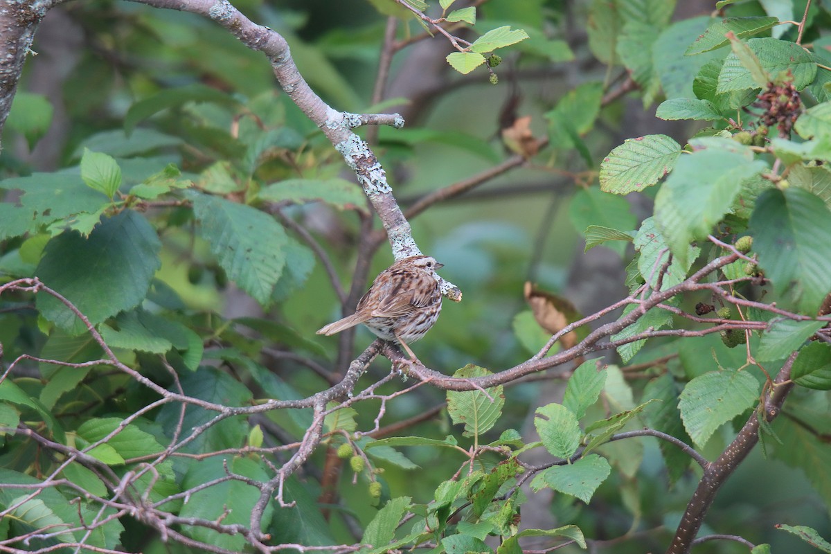 Song Sparrow - ML622331224