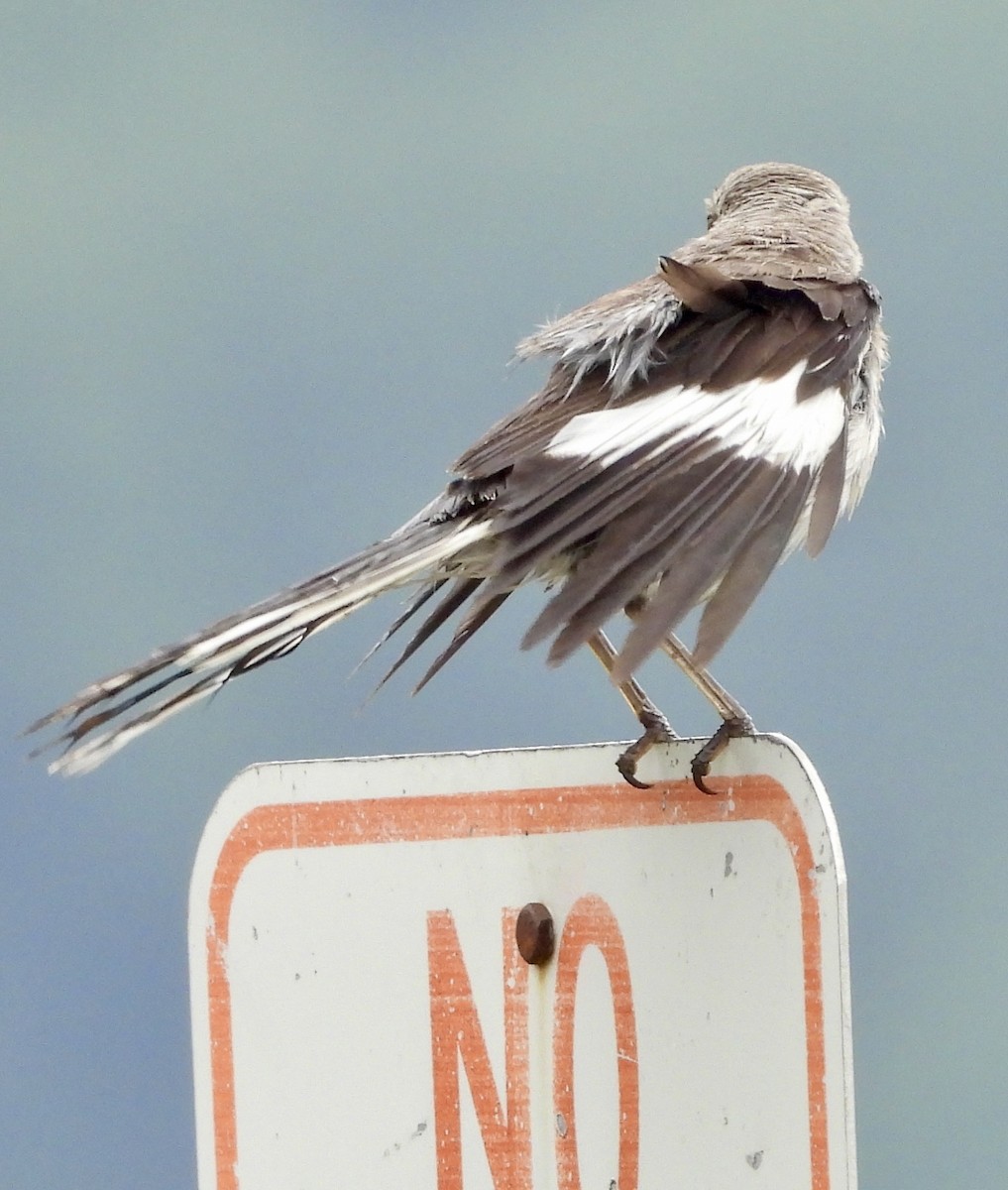 Northern Mockingbird - ML622331226