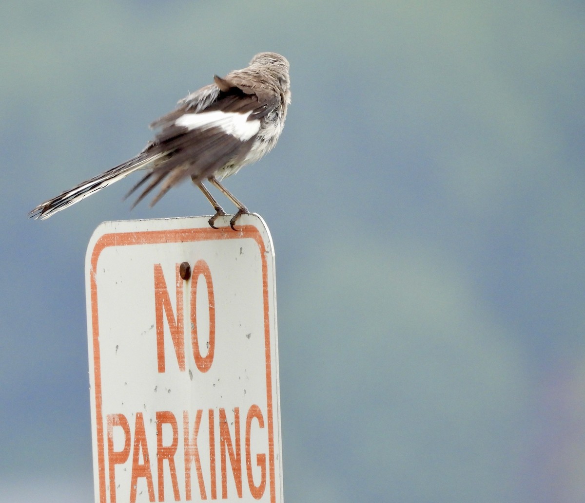 Northern Mockingbird - ML622331227