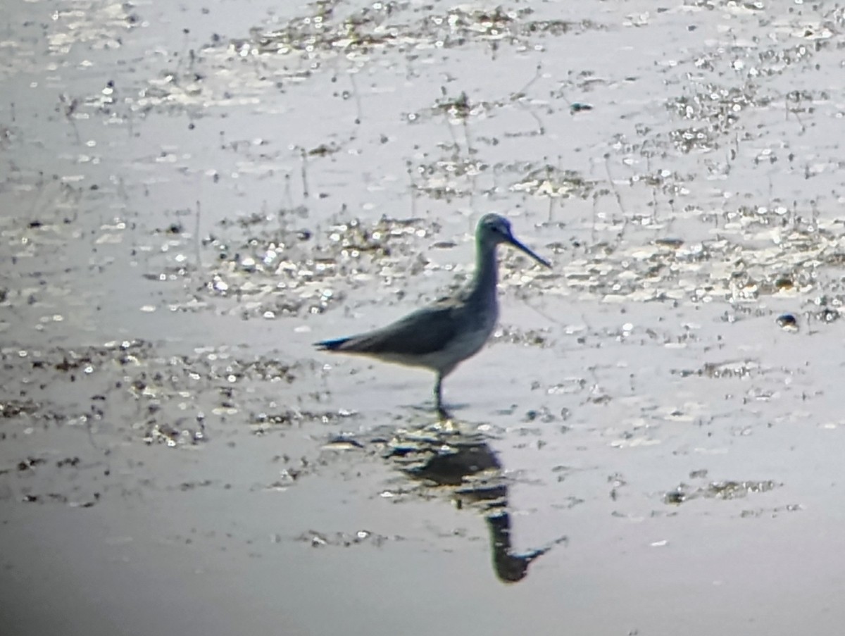 Greater Yellowlegs - ML622331236
