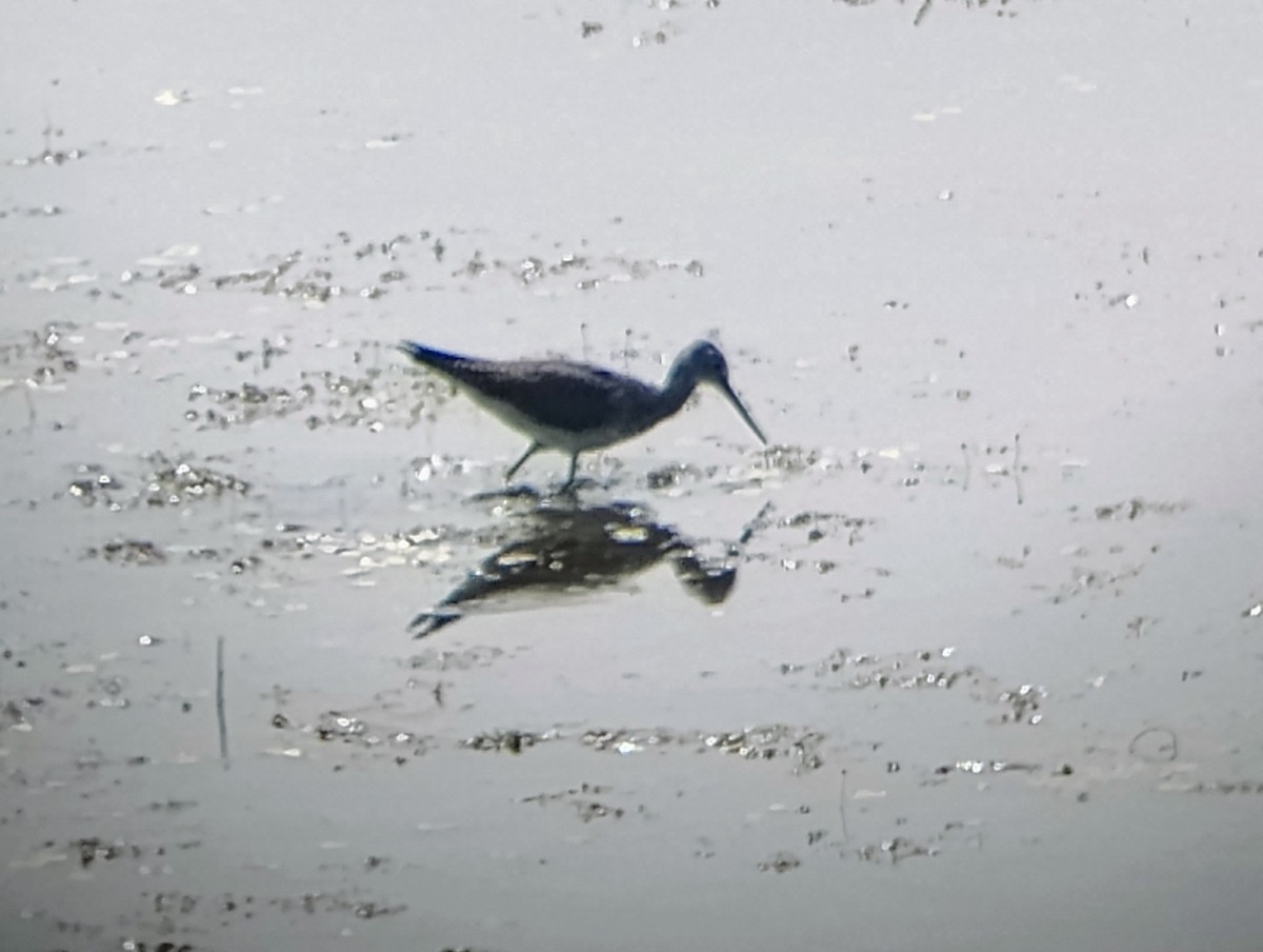 Greater Yellowlegs - ML622331237
