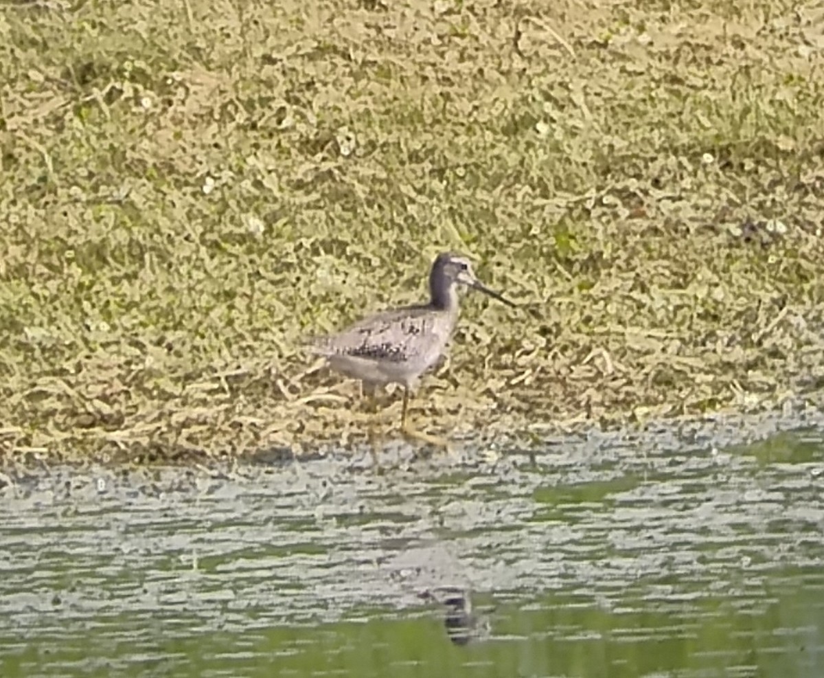 Greater Yellowlegs - ML622331238