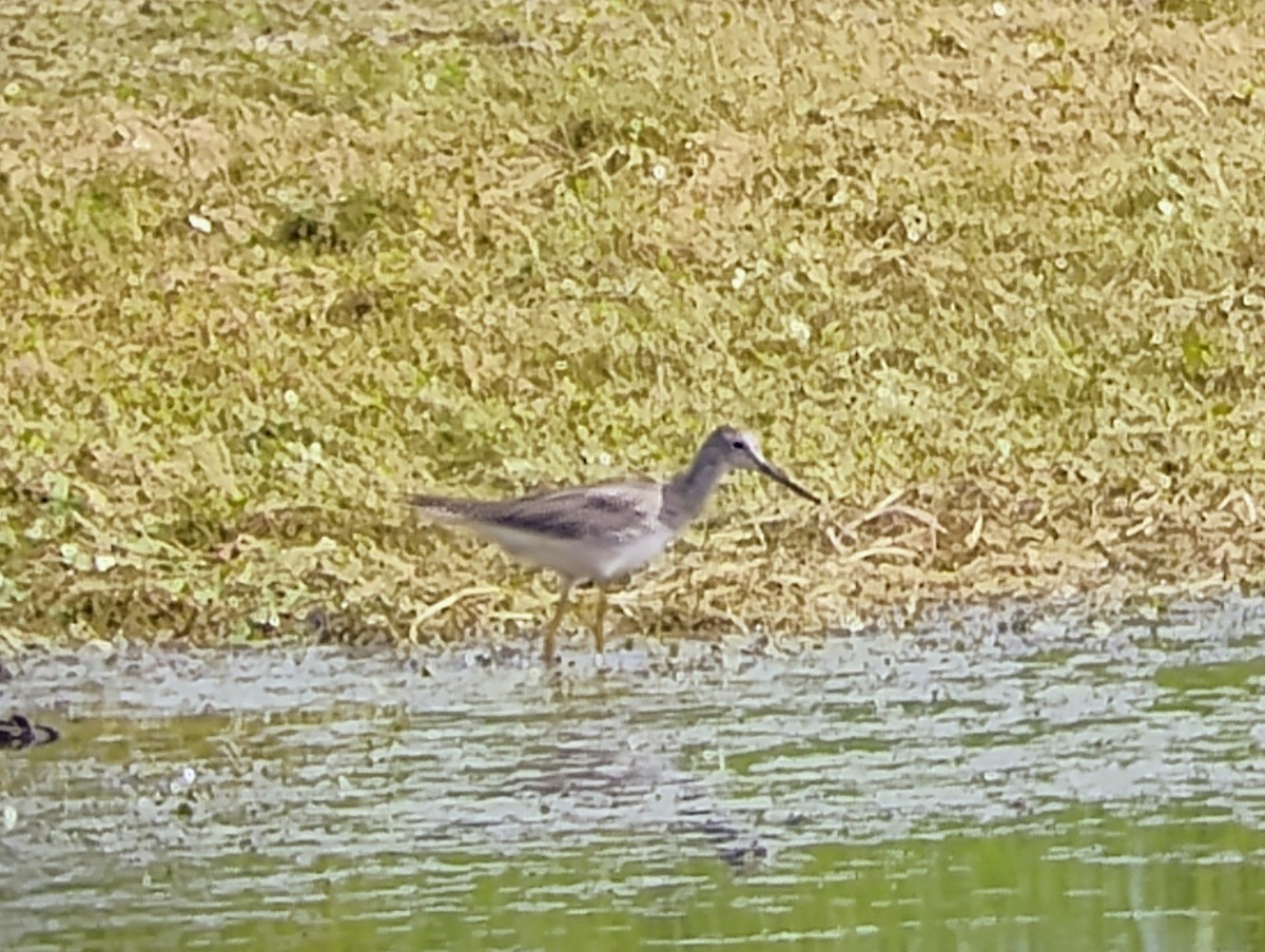 Greater Yellowlegs - ML622331240