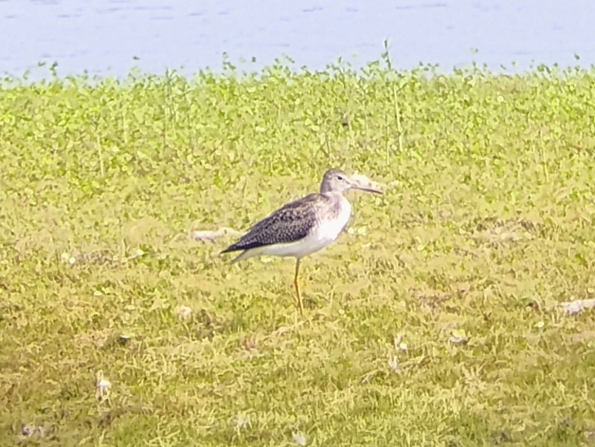Greater Yellowlegs - ML622331241