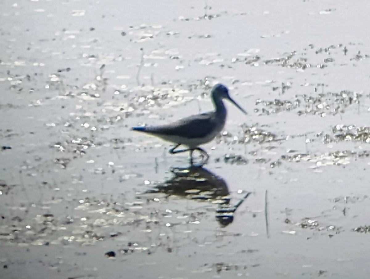 Greater Yellowlegs - ML622331242