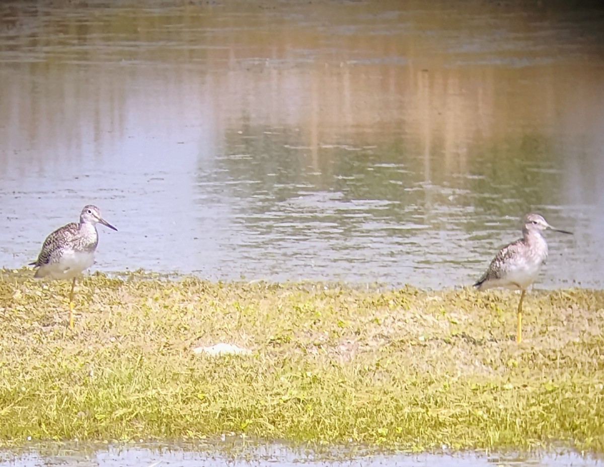 Greater Yellowlegs - ML622331243