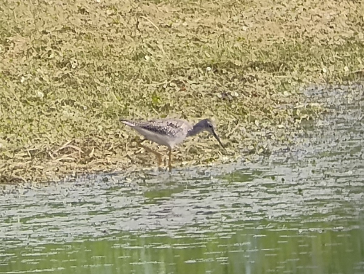 Greater Yellowlegs - ML622331244