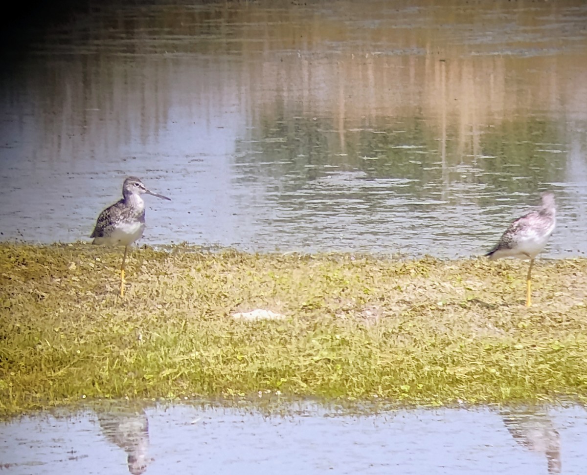 Greater Yellowlegs - ML622331245