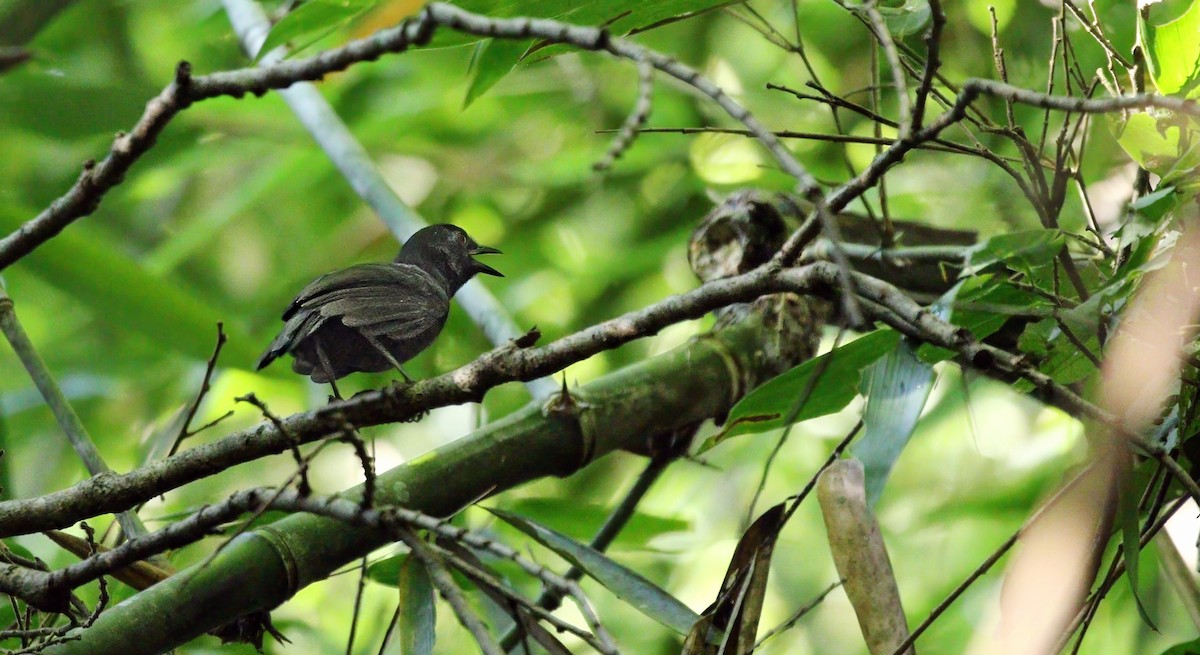 Goeldi's Antbird - ML622331306