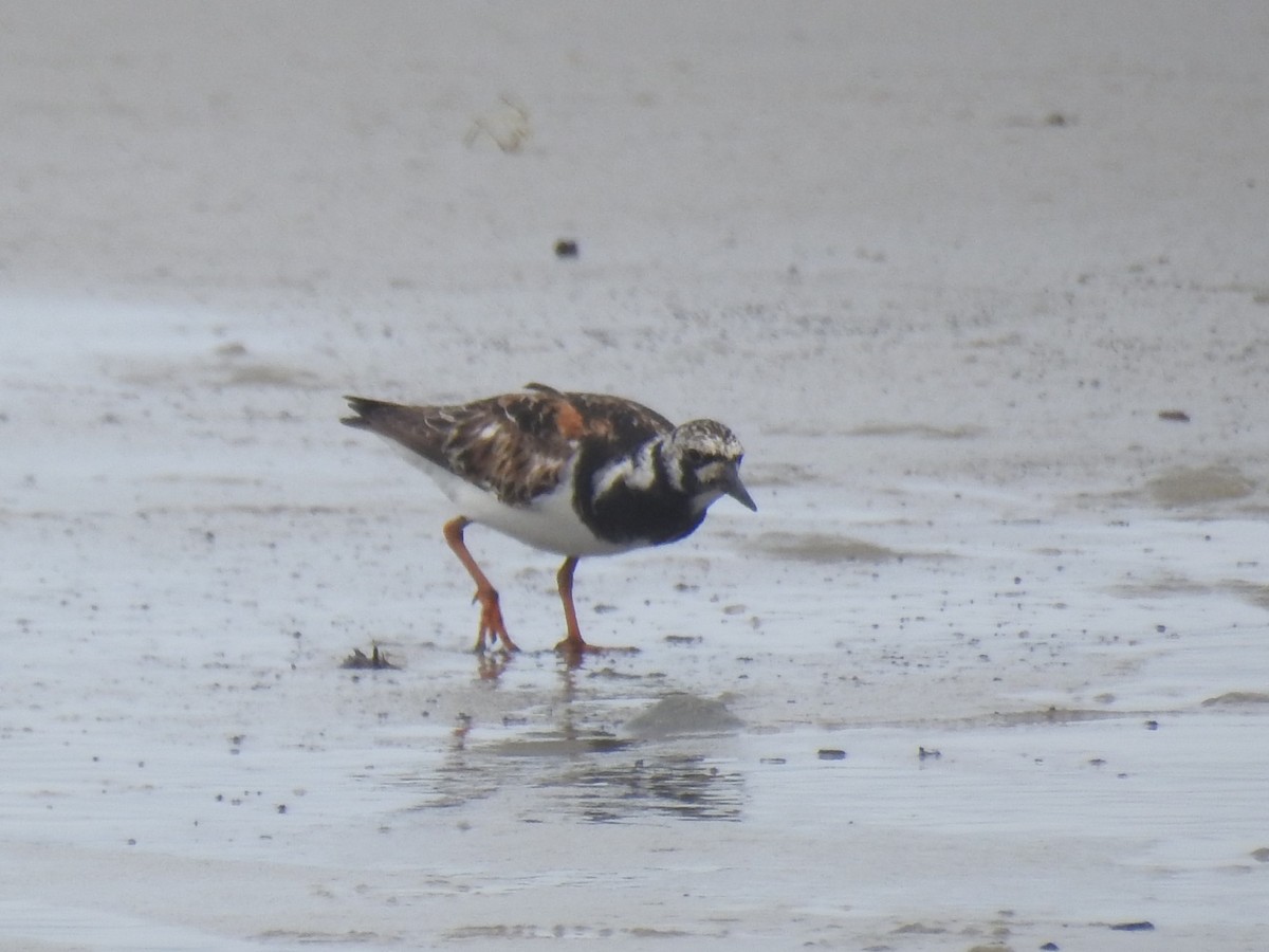 Ruddy Turnstone - ML622331307