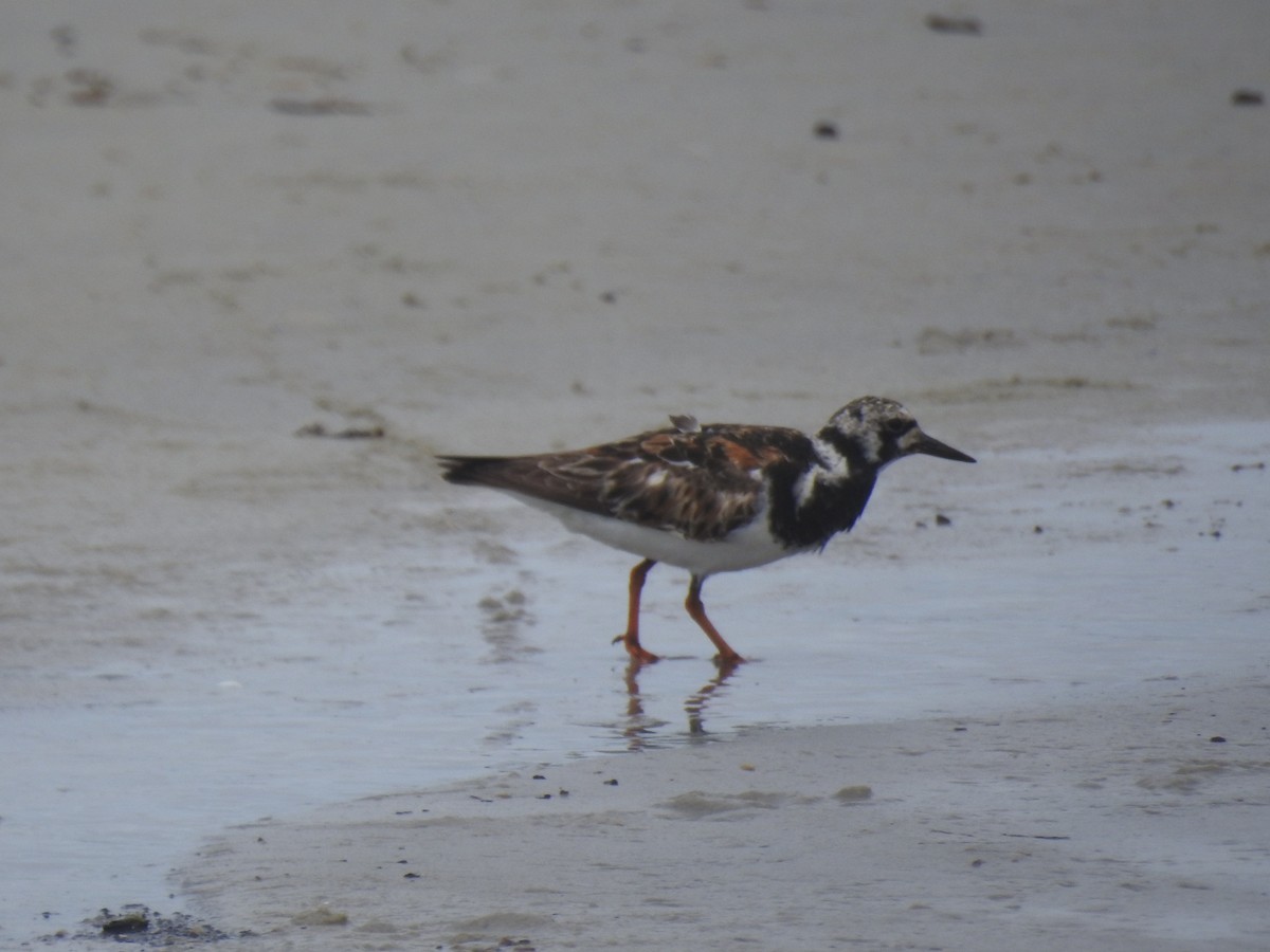 Ruddy Turnstone - ML622331308