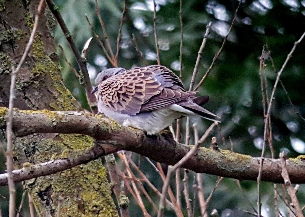 European Turtle-Dove - Tariq Farooqi