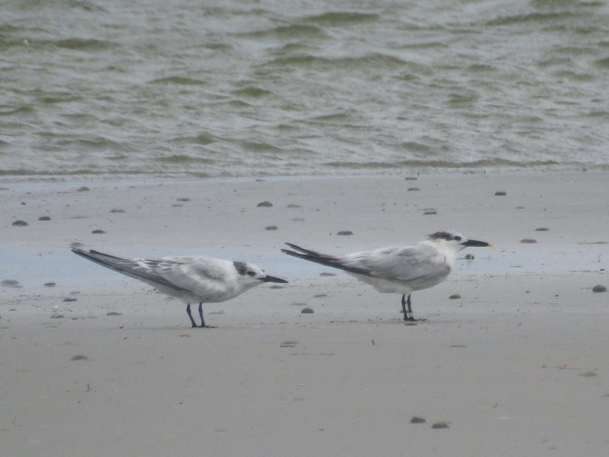 Sandwich Tern - Alex Trifunovic