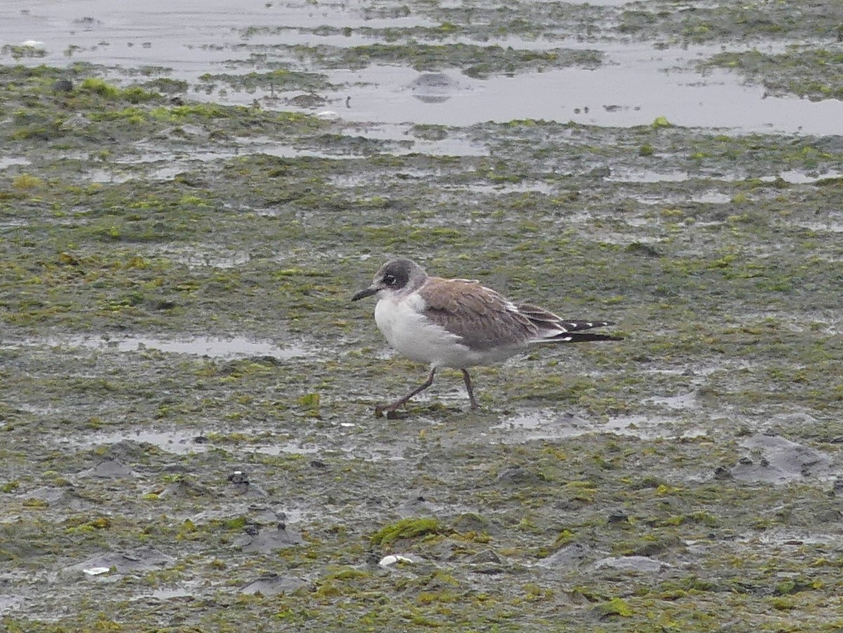 Mouette de Franklin - ML622331342