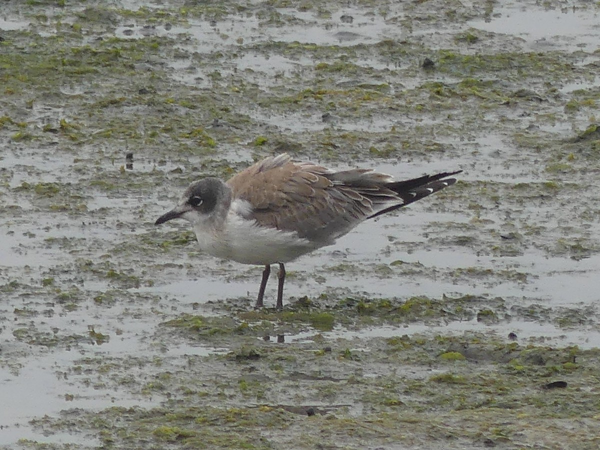 Mouette de Franklin - ML622331345