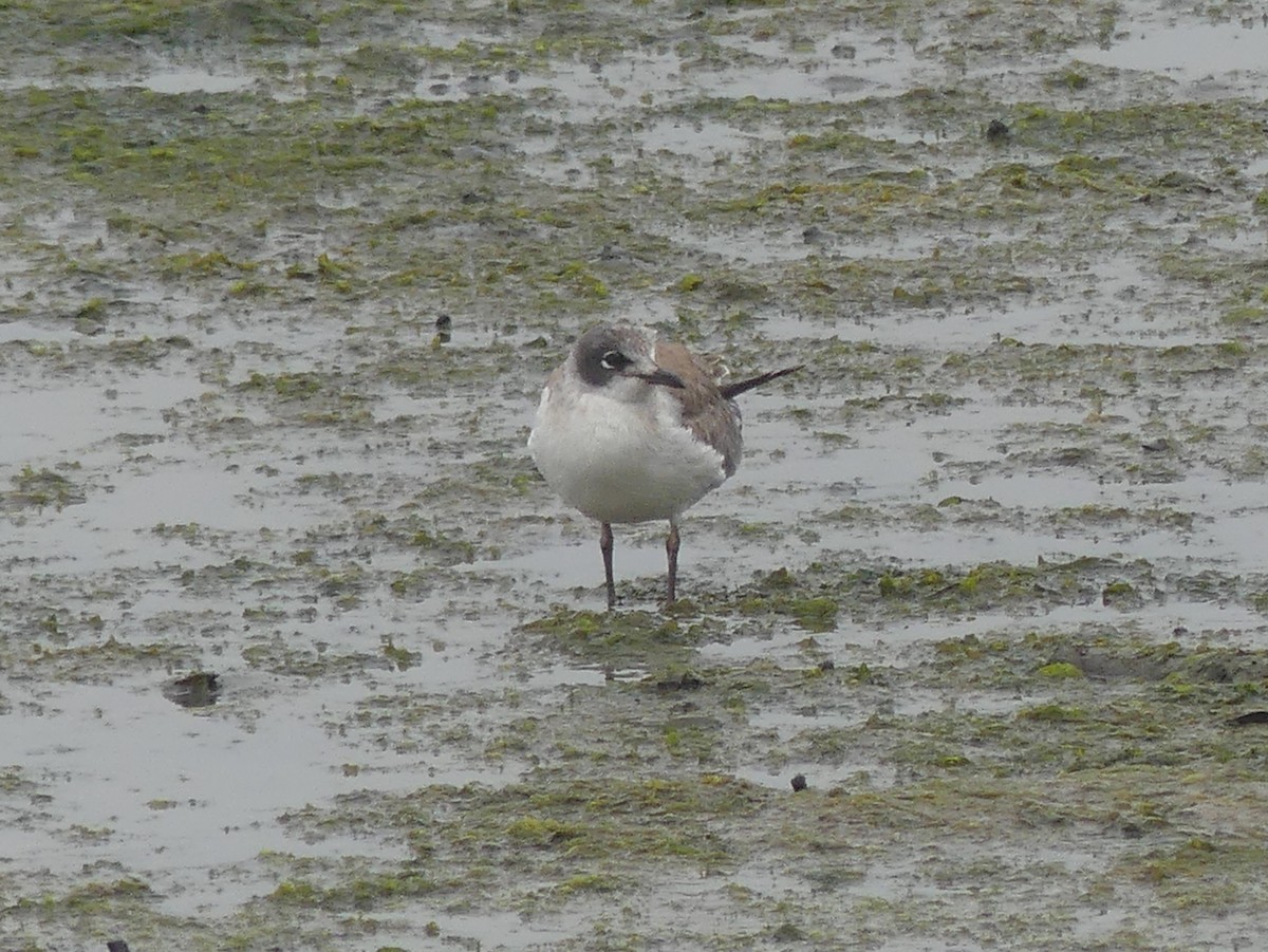 Franklin's Gull - Gordon Curry