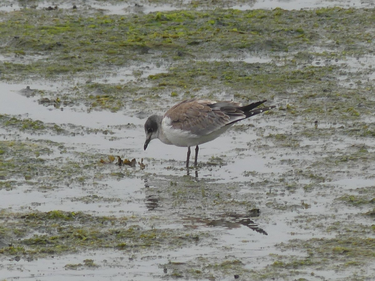 Mouette de Franklin - ML622331357