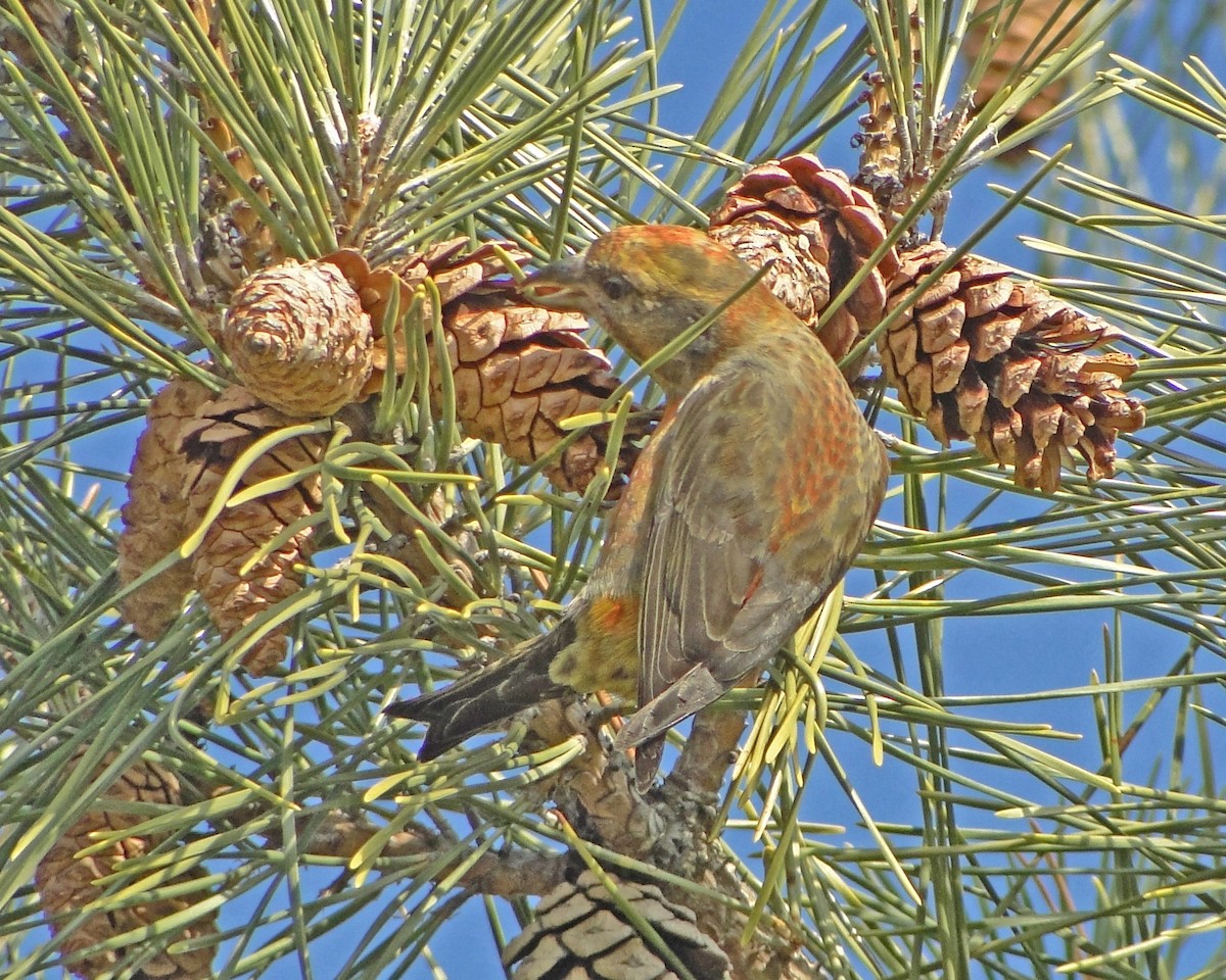 Red Crossbill - ML622331383