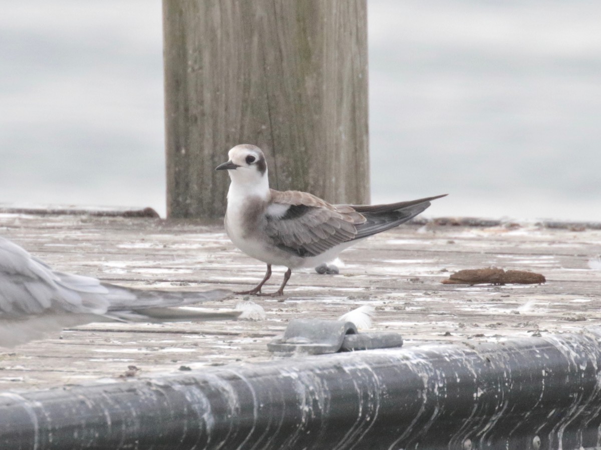 Black Tern - Paul Jacyk