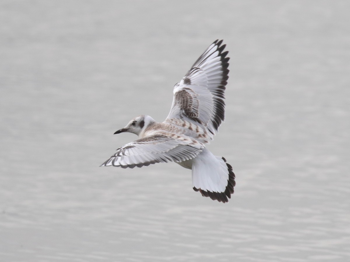 Bonaparte's Gull - Paul Jacyk