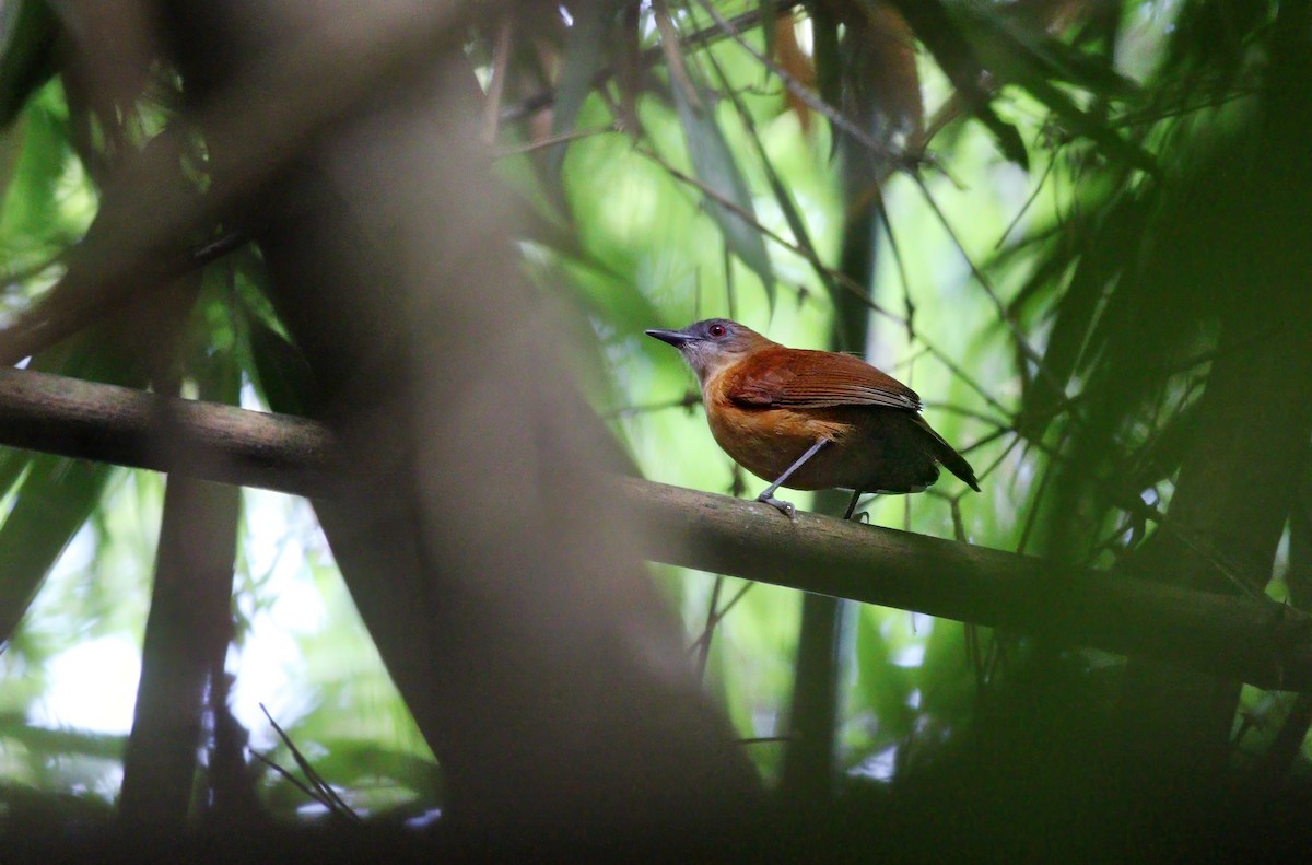 Goeldi's Antbird - ML622331493