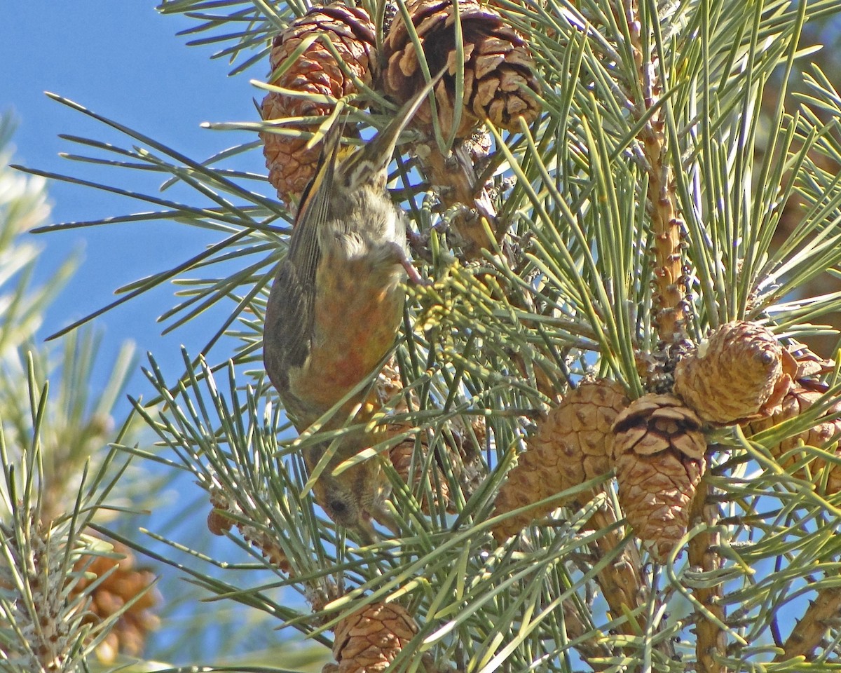 Red Crossbill - ML622331554