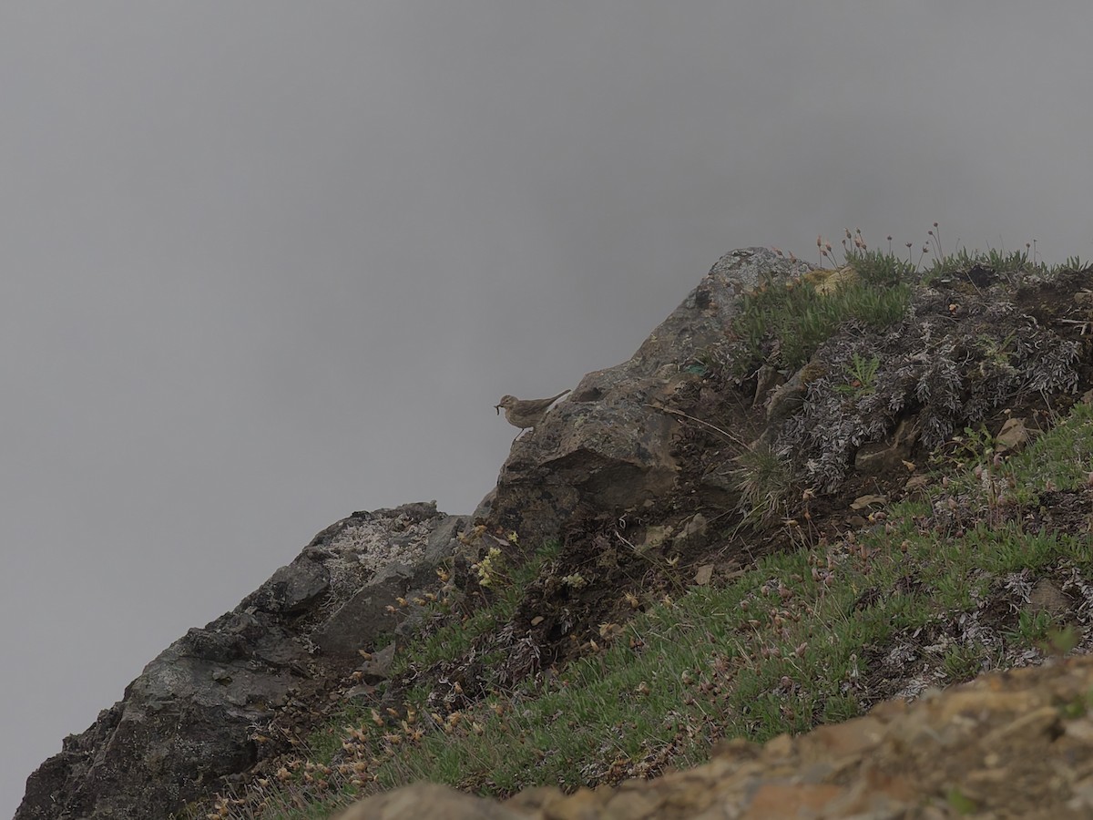 American Pipit - Robert Kemper