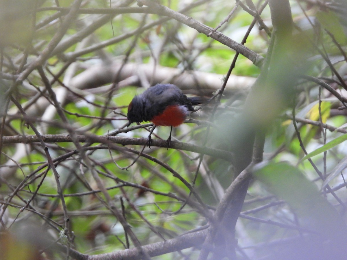 Slate-throated Redstart - ML622331647