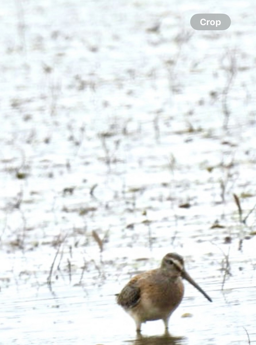 Short-billed Dowitcher - Peggy Gierhart