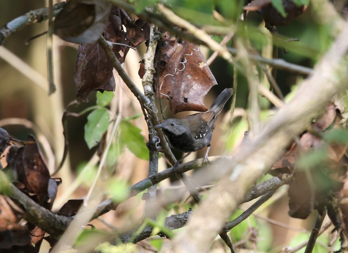 Black-throated Antbird - ML622331765