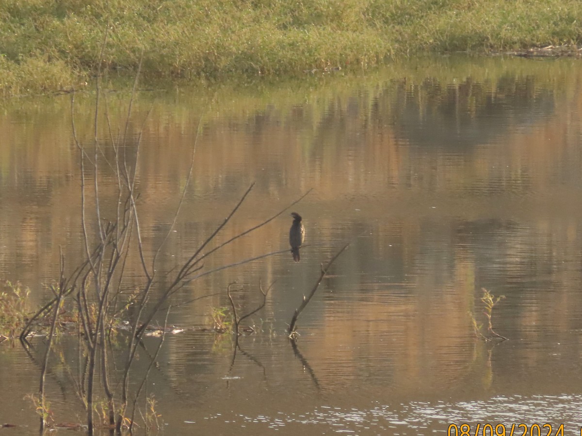 Neotropic Cormorant - ML622331857