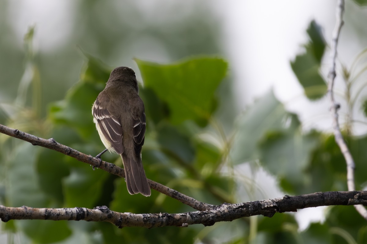 Alder/Willow Flycatcher (Traill's Flycatcher) - David R. Scott