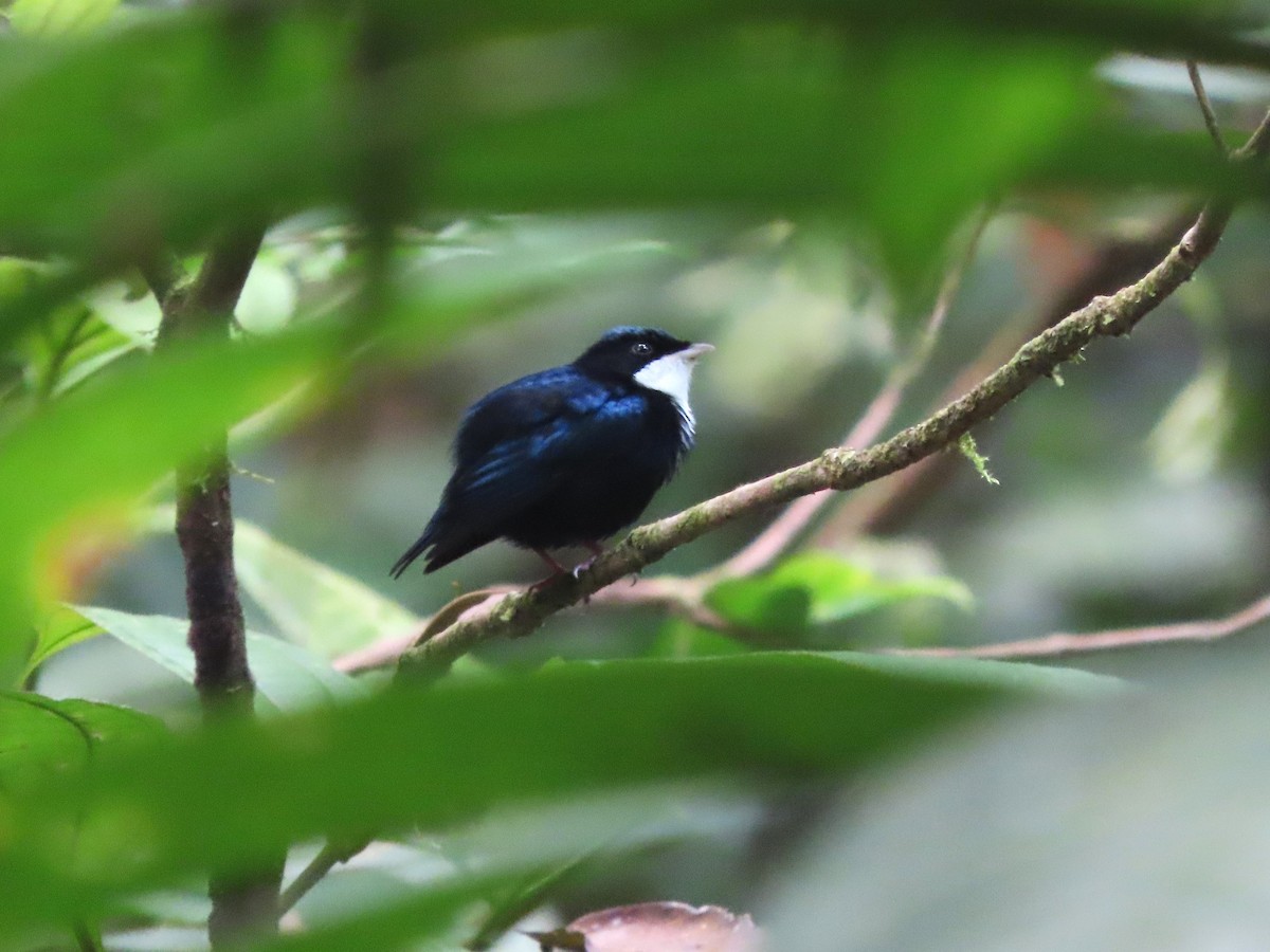 Manakin à gorge blanche - ML622332014