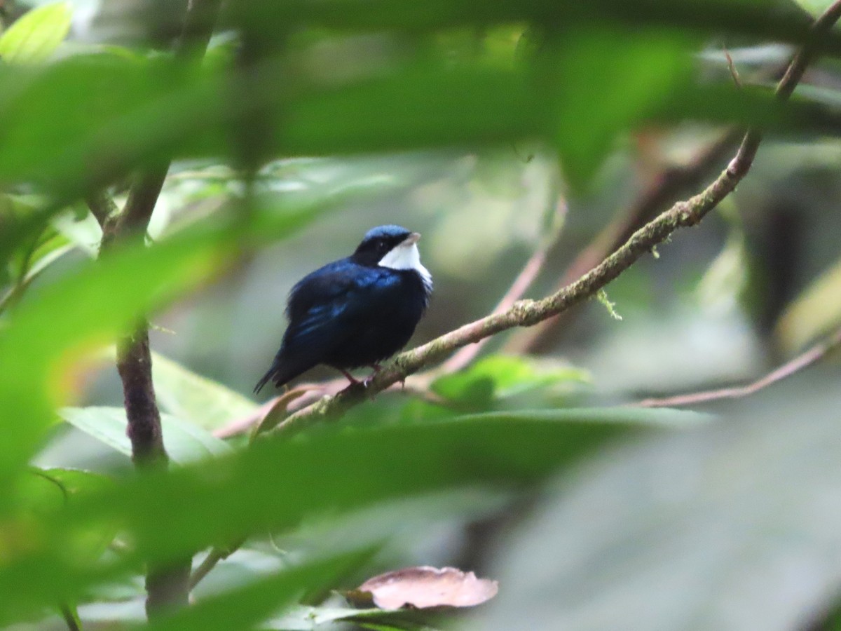 Manakin à gorge blanche - ML622332015