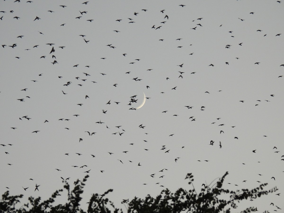 Purple Martin - ML622332062