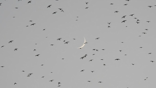 Purple Martin - ML622332068