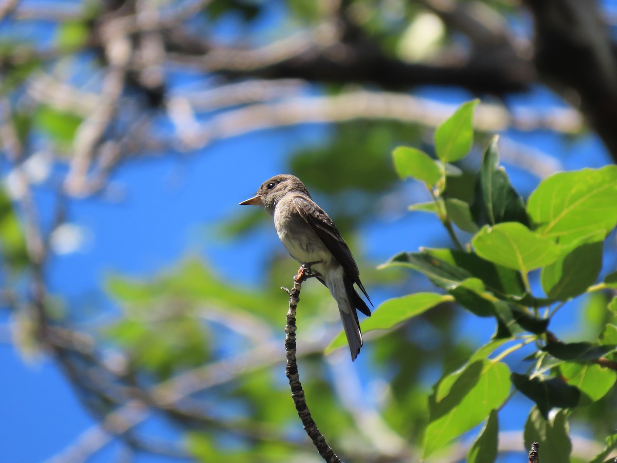 Western Wood-Pewee - ML622332071