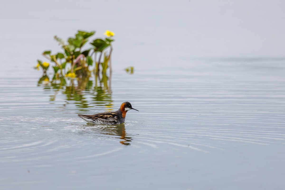 Red-necked Phalarope - ML622332104