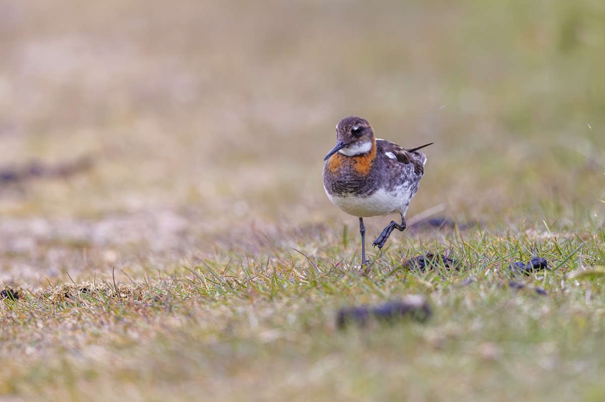 Phalarope à bec étroit - ML622332105