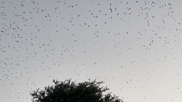Purple Martin - ML622332123