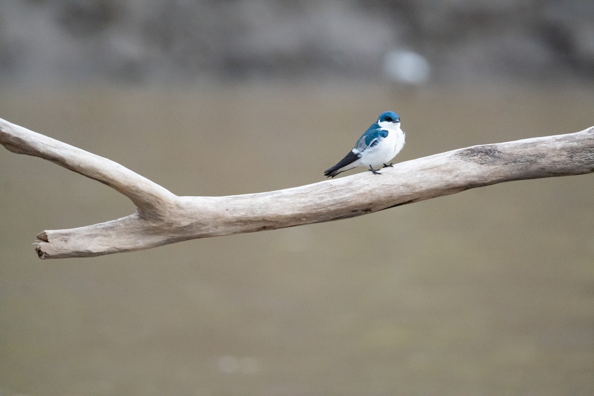 White-winged Swallow - ML622332144
