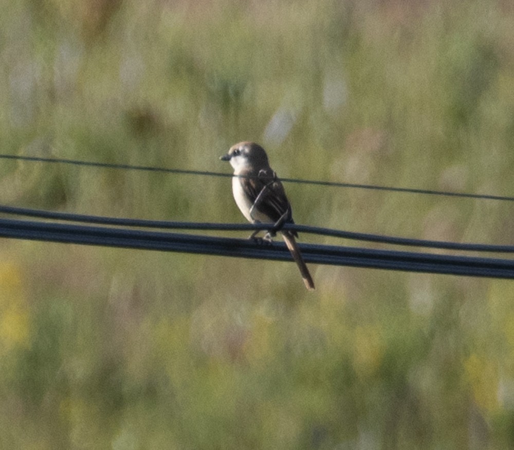 Brown Shrike - Lindy Fung