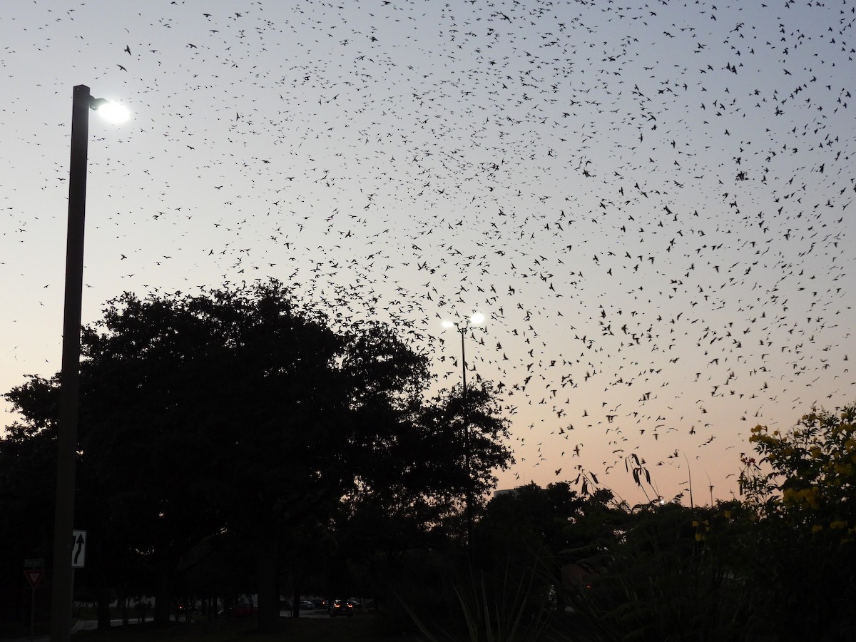 Purple Martin - ML622332162