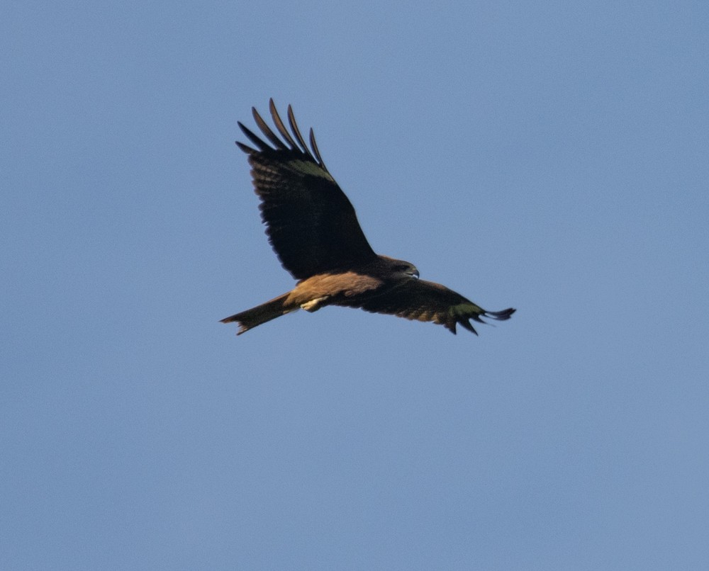 Black Kite (Black-eared) - Lindy Fung