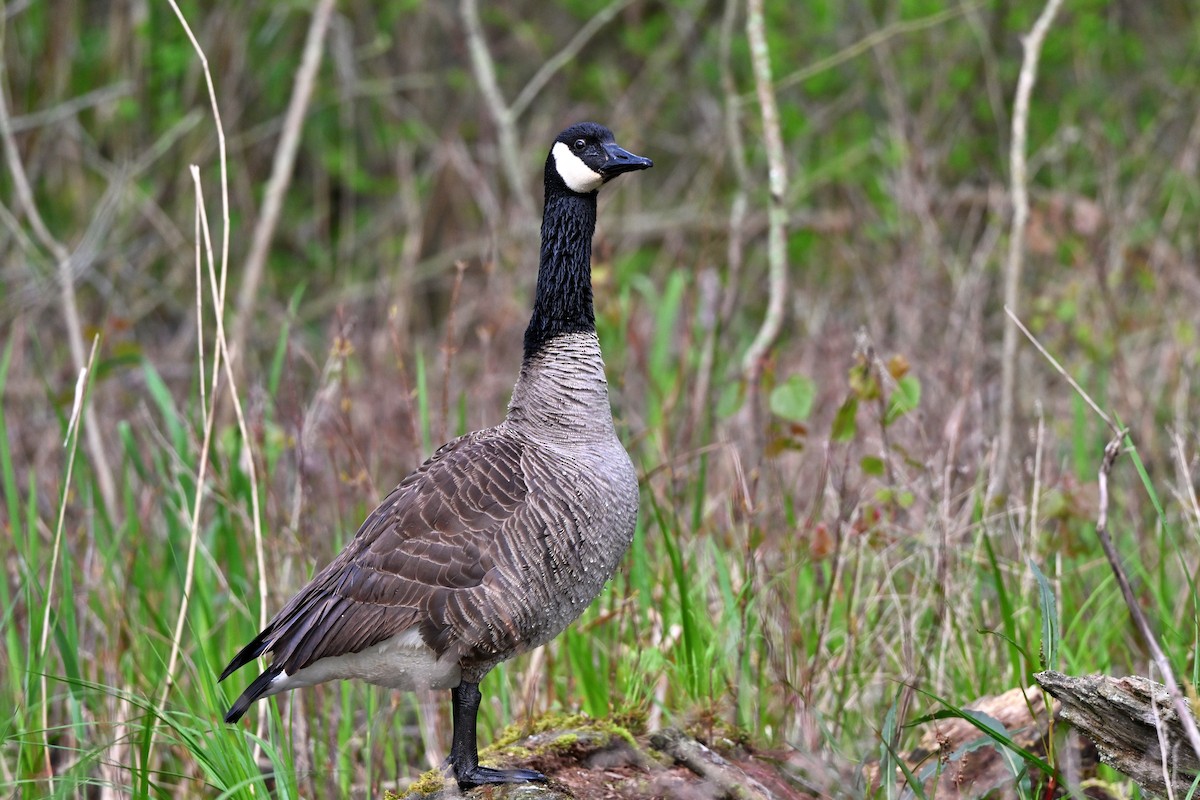 Canada Goose - ML622332167