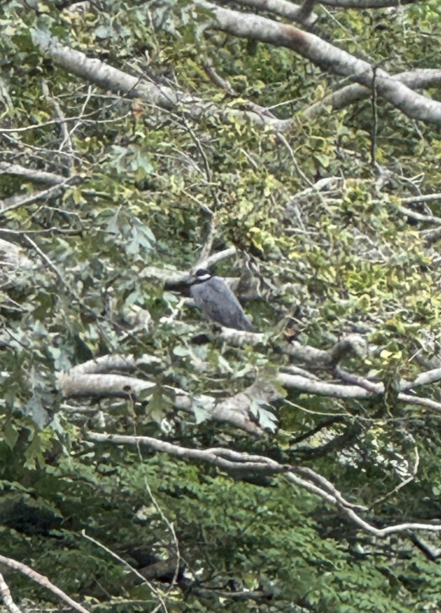 Yellow-crowned Night Heron - ML622332175